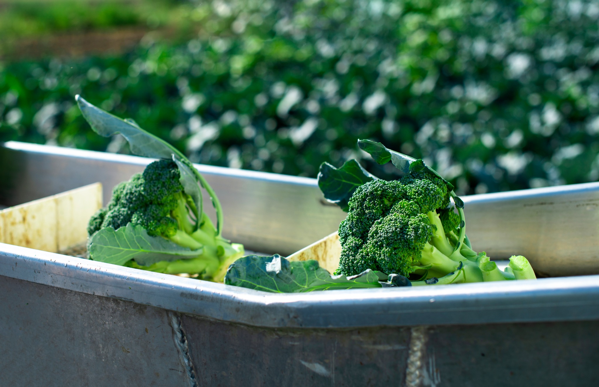 Bulk material conveyor